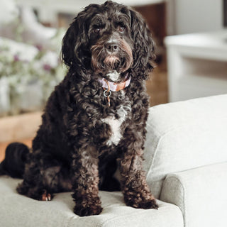 How to Pick the Perfect Pet-Friendly Outdoor Furniture - Olan Living