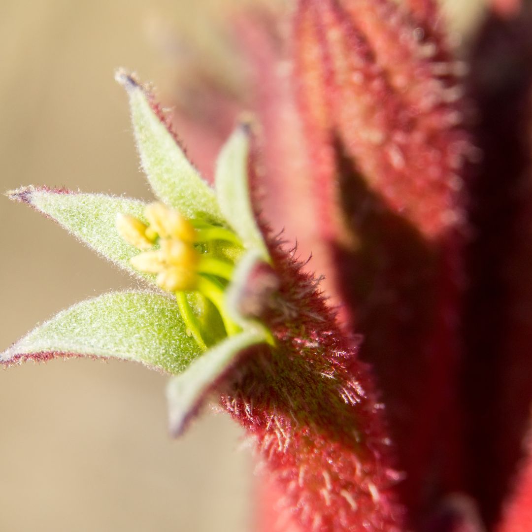 Looking for ideas and plants for the Australian summer - Olan Living