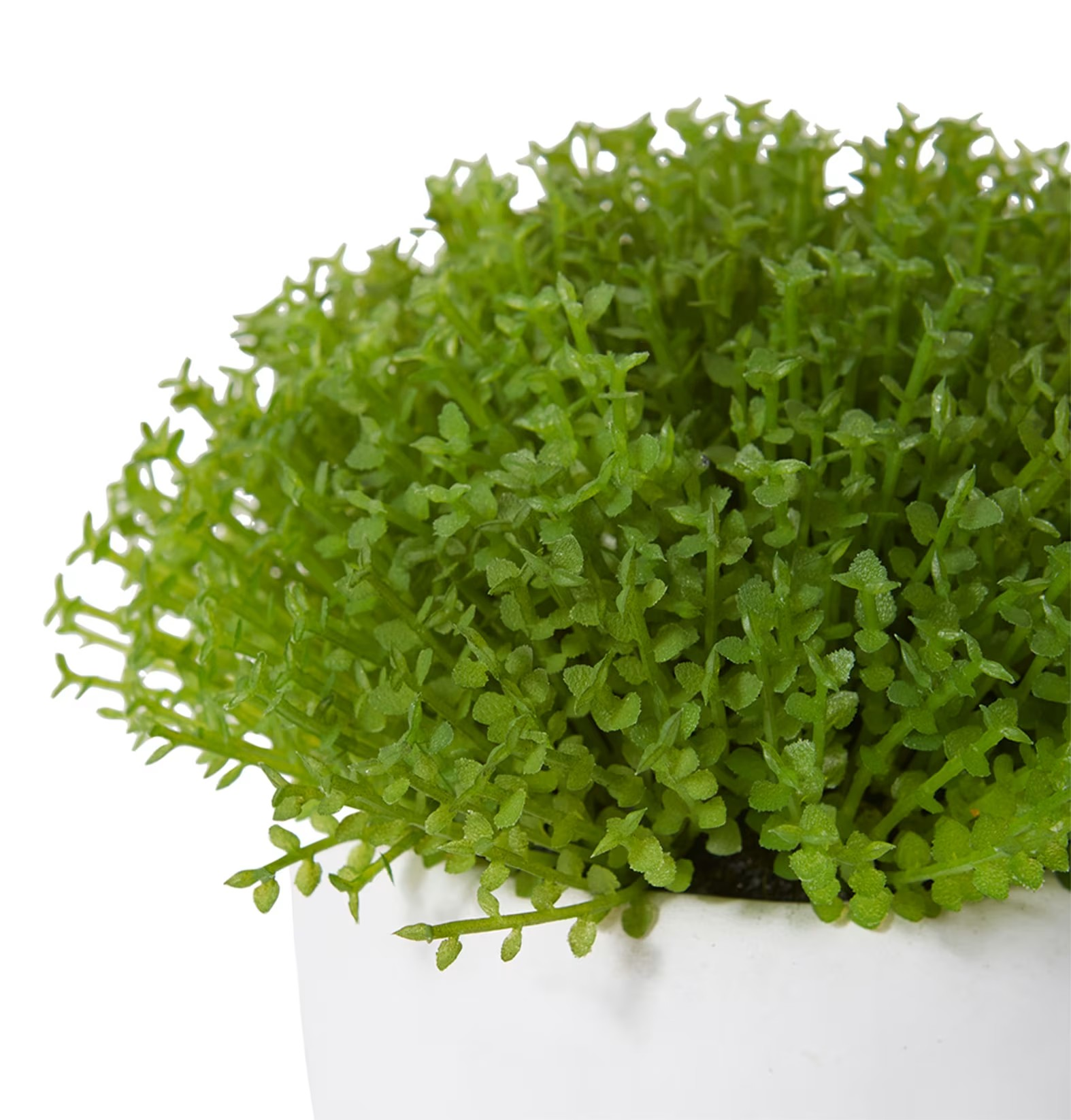 Baby Tears Plant