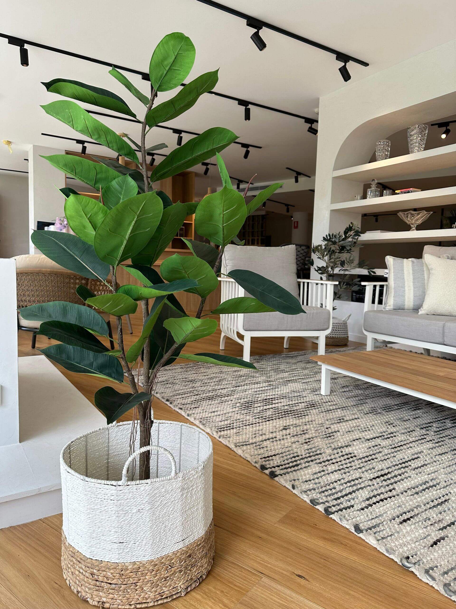 Potted Ficus Tree 121cm - Olan Living