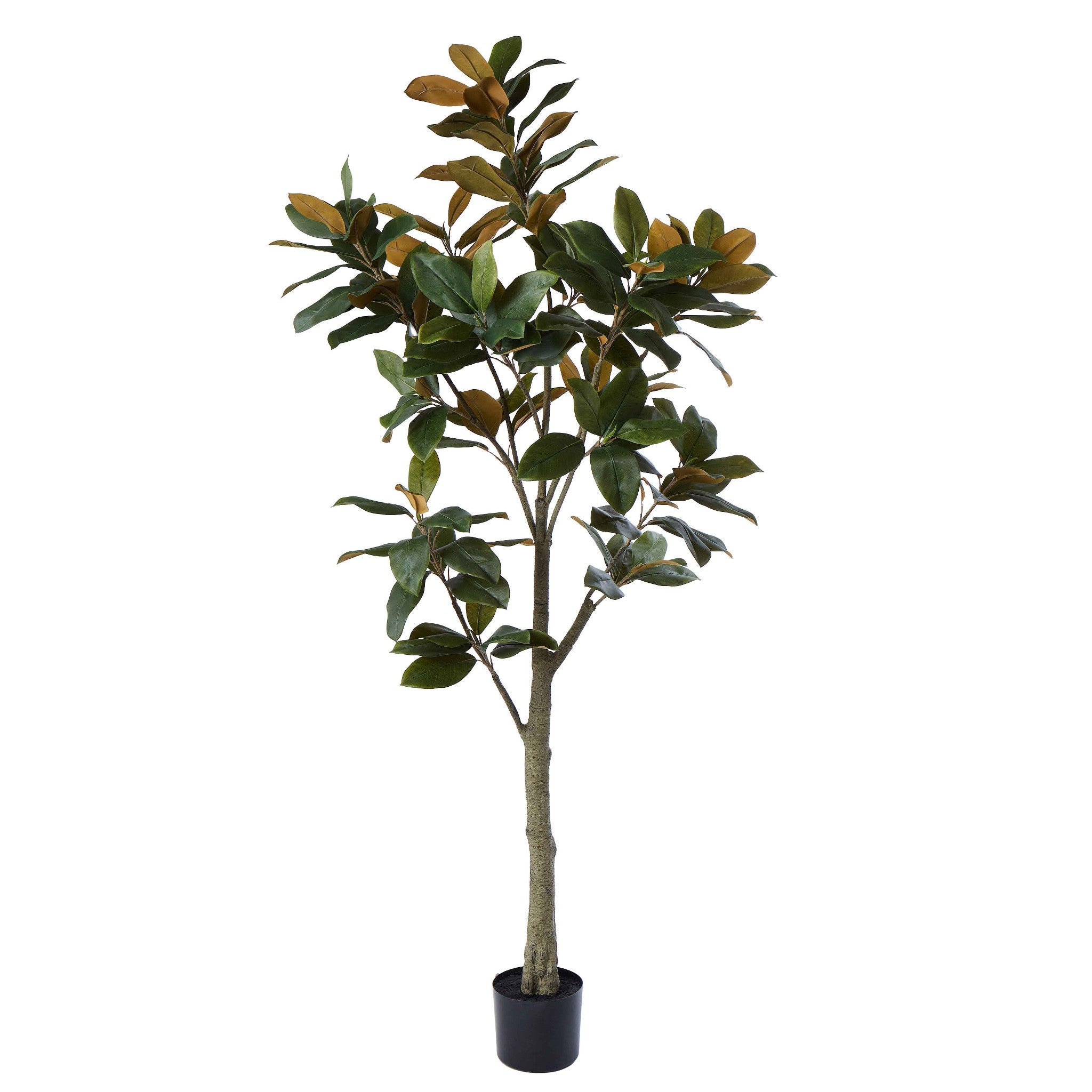 Broadleaf Potted Tree 180cm