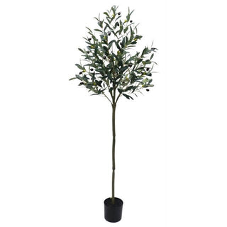Potted Trim Olive Tree 153cm - Olan Living