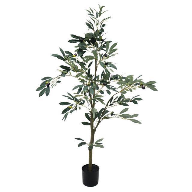 Potted Full Olive Tree 122cm - Olan Living