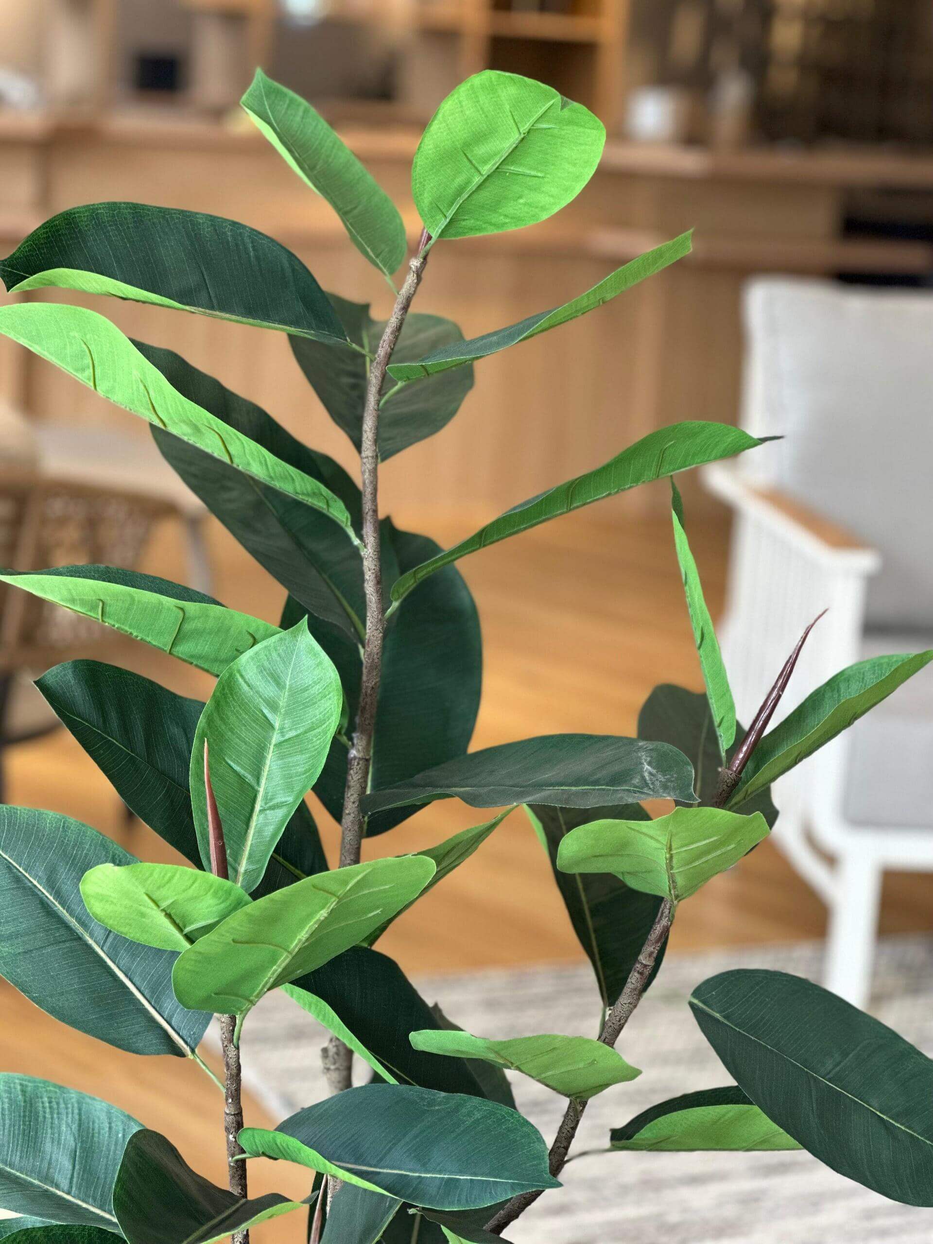 Potted Ficus Tree 121cm - Olan Living